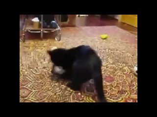 funny cats compilation 2014 may 27 new