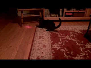 cat with laser pointer on head